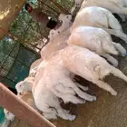 طليان حري شحم ولحم نظيف جدا
