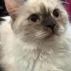 قطه هيمالايا للبيع عمرها 3 شهور.