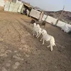 طليان للبيع