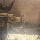 دجاج بلدي بياض