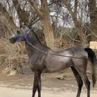 حصان واهو حفيد مروان