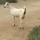 جديه. جدع حايش