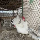 دجاج جبنيز