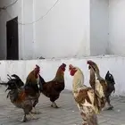 للبيع ديوك مهجن براهم