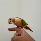 كنيور اناناس رد فاكتور