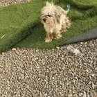 للبيع على سوم