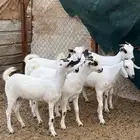 جفار بيشيه فواخر