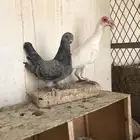 حمام شامي