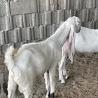 تيوس هولنديه فاخرة