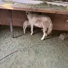 شاه يتبعها رخل