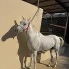 حصان واهو حفيد ابطال