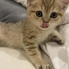 قطط سكوتش ستريت للبيع