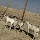 تيوس فل شحم
