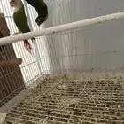 للبيع جوز كنيور