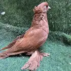 حمام ذكر عراقي