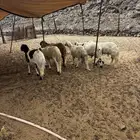 الشميسي طريق الخواجات