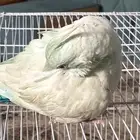 ببغاء الكروان
