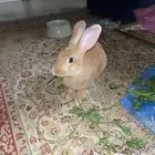 من فصيلة الفلمنكي للبيع ذكر عمره 6 شهور هادى واليف جدا