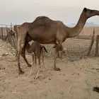 خلفه مصغر ساحليه