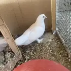 حمام صنعاوي
