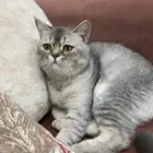 قطتين سكوتش للتبني (لفتره محدودة)