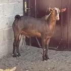 تيس فحل