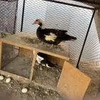 بط مسكوفي جمله