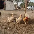 دجاج كويتي للبيع