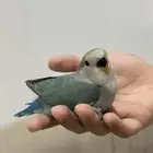 فرخ روز ( تم البيع )