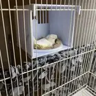 جوز كناري سوري