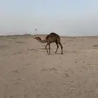 قعود للبيع