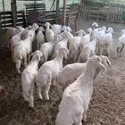 طليان