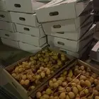 تمر   برحي للبيع سعر الجمله