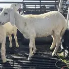 طليان شرط كفوو ثلاث