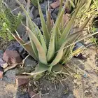 صبار للبيع