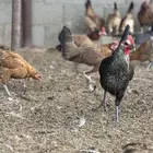 دجاج بلدي للبيع