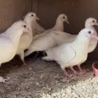 فراخه حمام