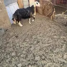 نعجه نجديه ذبيحه شرط حايل فحص سونار