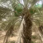 ثمرة تمر خلاص