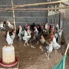 ديكة - ديك