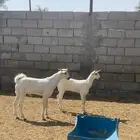 تيس و جفرة بيشيات صنف تم البيع
