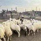 رخيل رفيدية