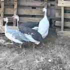 دجاج طقم حبشي تم البيع