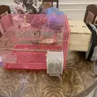 ببغاء روز  زوج