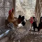 دجاج و ديكه بلدي