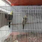كروان للبيع على اسوم