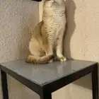 قطه انثى سكوتش بيور للبيع