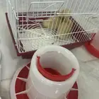 بط بكيني
