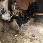 ديوك عربي وفيومي