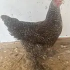 دجاجه براهما